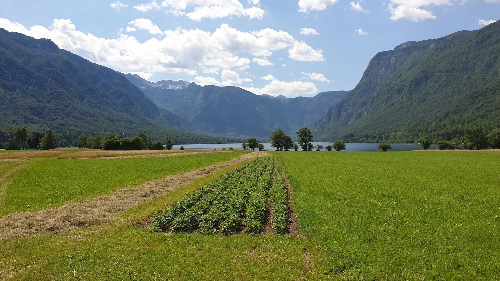 Poljska pot čez travnike od Stare Fužine proti Bohinjskemu jezeru